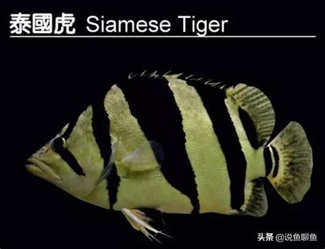 銀虎魚|5種國際承認的虎魚種類，虎魚圖鑑及分布